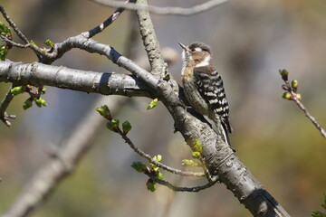 japanese pigmy woodpecker on a tree