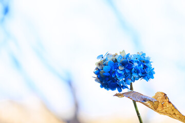 冬まで残った、春の青い紫陽花の名残り。
Remnants of the spring blue hydrangea...