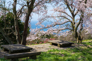 Fototapeta na wymiar Mt. Shiude (Shiudeyama) mountaintop cherry blossoms full bloom in the spring. Shonai Peninsula, Mitoyo, Kagawa, Shikoku, Japan.