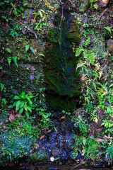 壁面に咲くイワタバコ（イワタバコ科）。
Iwatabako, Japanese knotweed (Conandron...