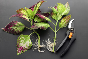 cuttings of coleus with white horses and a hand tool for cutting plants - pruning shears