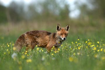 Rudy lis stojący na wiosennej łące