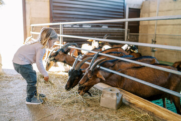 Little girl feeds hay to the big brown goats leaning out from behind the fence of the pen