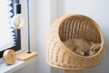 pet care concept with british cat sleep in cat house