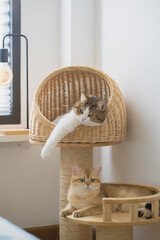 pet care concept with british and scottish cat relax and play together
