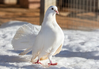 Portrait of a white dove in the snow in winter