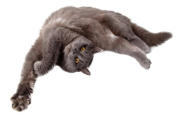 Gray cat lies on a white background - 794836342