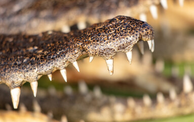 Teeth on crocodile jaws as a background - 794836750