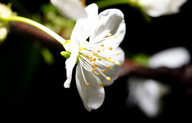 White cherry flowers isolated on black background. Close-up - 794836765
