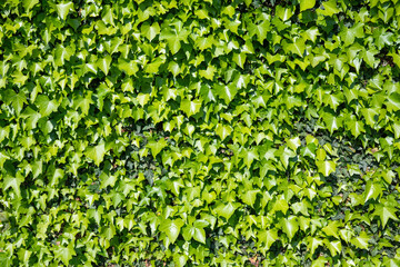 Ivy background, evergreen Hedera leaves on the wall. 