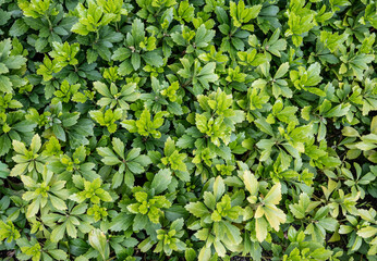 Green ground cover with leaves of Pachysandra plant. Natural texture background.