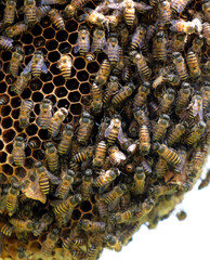 Close-up of a bee on a honeycomb