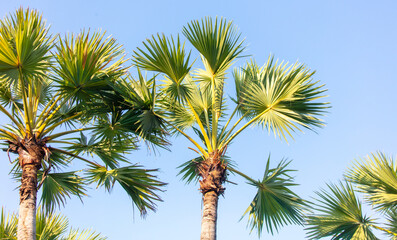 Palm leaves on nature in the park. Tropics