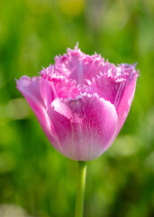 Pink tulips in the garden where in the spring