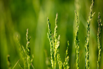 Green ears of grass on the grass in spring. Close-up