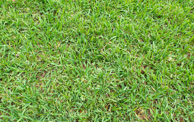 Green grass background in the garden. Strong lawn with thick grass. 