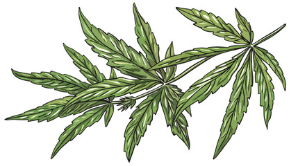 Cannabis plant with leaf. Marijuana or hemp branch 