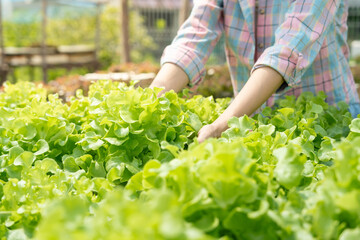 Organic farming, salad farm. Farmers harvest salad vegetables into wooden boxes in rainy....