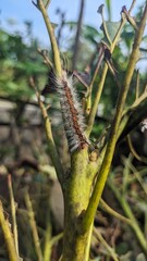 Avocado attacker pest Cricula Trisfenestrata