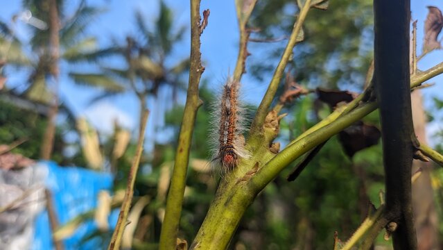 Avocado attacker pest Cricula Trisfenestrata