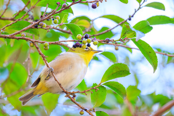 境内で木の実を食べる可愛いメジロ（メジロ科）
Lovely white-eyes (Zosterops Japonica, white-eyes) eating nuts in the precincts of the temple.

1180年創建の関東屈指の神社、鶴岡八幡宮。
鎌倉幕府の総鎮守です。

日本国神奈川県鎌倉市にて。
2021年12月19日撮影。

Tsurugaoka Hach