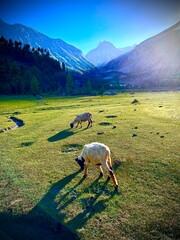 Amidst the serene majesty of towering mountains, a pastoral scene unfolds. A flock of sheep, their...