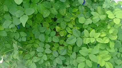 Beautiful butterfly pea flowers, Clitoria ternatea or Telang in the organic​ garden. flower growing among the green leaves in the garden, A Species Belonging to the Subfamily Faboideae