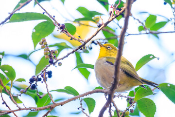 境内で木の実を食べる可愛いメジロ（メジロ科）
Lovely white-eyes (Zosterops...