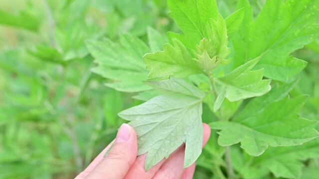 Growing Chinese herbal moxa leaves