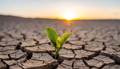 Seedling sprouting in cracked arid soil. Drought, thirst and agricultural crisis concept