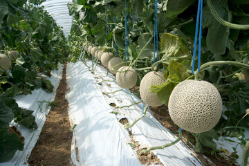 melon