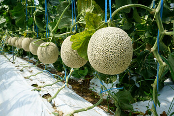 melon