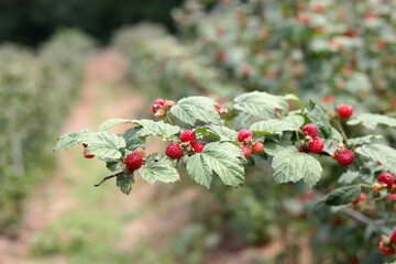 korean wild berry