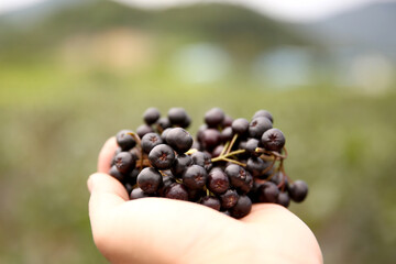 Aronia,black berries