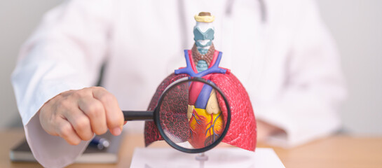 Doctor with Cardiovascular and Respiratory anatomy with magnifying glass. Lung Cancer, Asthma,...