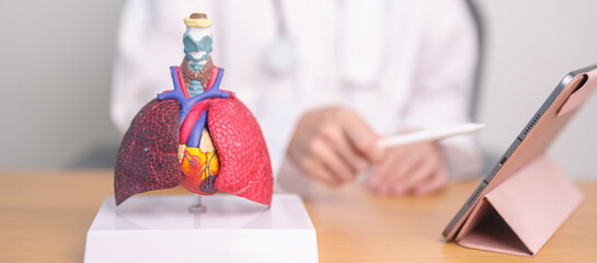Doctor with Respiratory system anatomy for Diseases. Lung Cancer, Asthma, Chronic Obstructive...