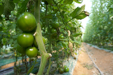 Korea's Black Tomato
