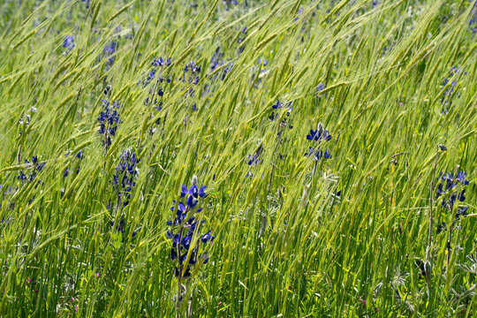 A Field of Blue Lupines and Emmer Wheat