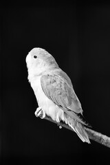 Portrait of a Fischer's lovebird against a black background. Agapornis fischeri. Small parrot.
.
 - obrazy, fototapety, plakaty