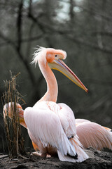 Portrait of a Great White Pelican in nature. Pelecanus onocrotalus.
