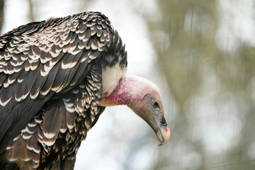 Side portrait of a hawk vulture. Bird in close-up. Gyps rueppelli. Rüppell's vulture.
