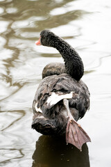 Portrait of a black swan on the water. Water bird in natural environment. Cygnus atratus.
