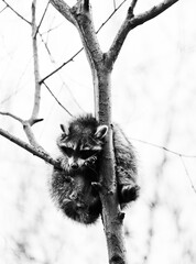 Raccoon in the tree. Animal in natural environment. Procyon lotor.
