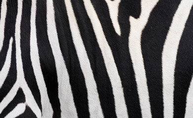 Zebra fur close-up. Black and white striped animal background.

