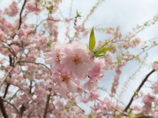 八重桜と空