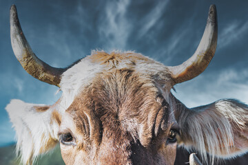 Closeup of a cow's horns