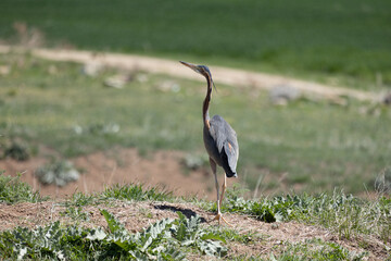 heron bird