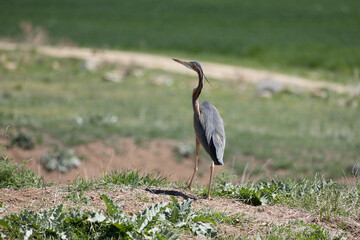heron bird