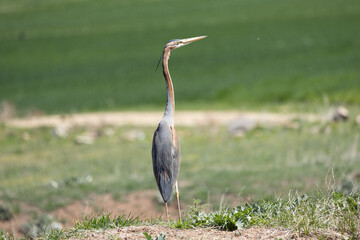 heron bird