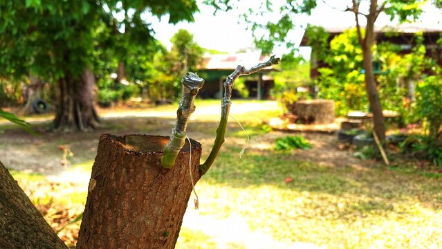 Photo of mango tree grafting